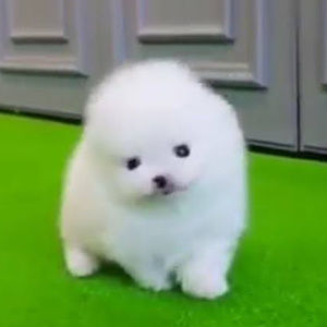 Meet your Posher, Angel